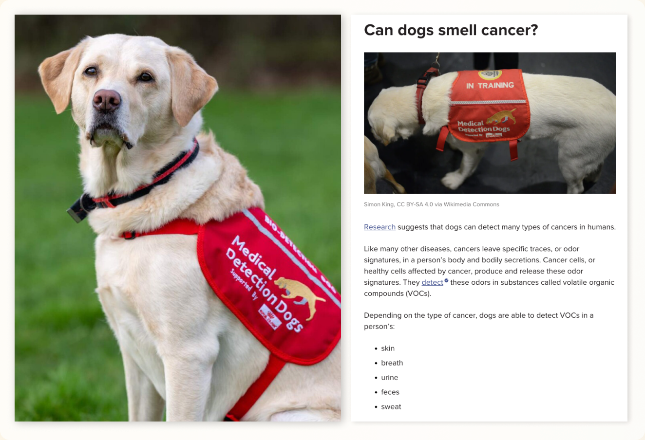 Medical detection dog research